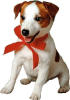 Christmas Jack Russell Terrier